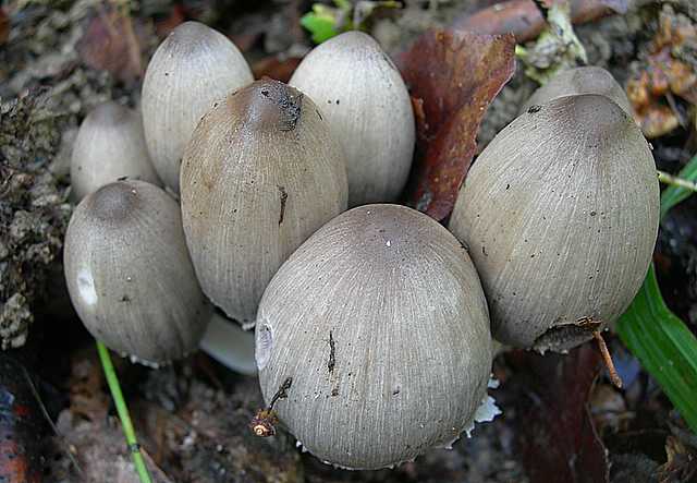 Coprinus acuminatus
